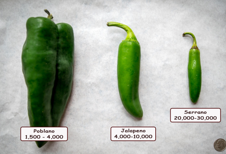 chile serrano