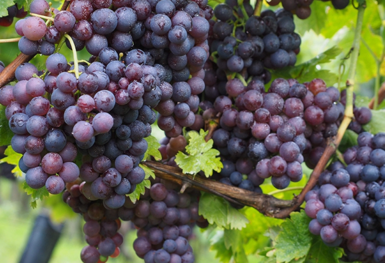 purple grapes